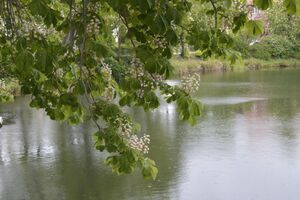 Zawody wędkarskie o Puchar Burmistrza Miasta