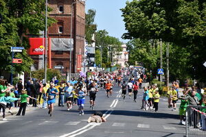Świebodzicki Bieg Muflona i Muflonka