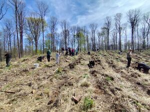Mieszkańcy i Strażnicy Ochrony Przyrody posadzili 1000 jodeł