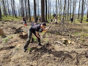 Mieszkańcy i Strażnicy Ochrony Przyrody posadzili 1000 jodeł