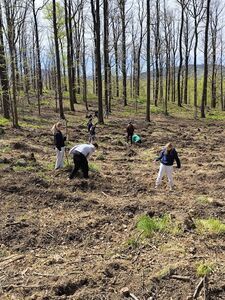 Mieszkańcy i Strażnicy Ochrony Przyrody posadzili 1000 jodeł