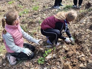 Mieszkańcy i Strażnicy Ochrony Przyrody posadzili 1000 jodeł
