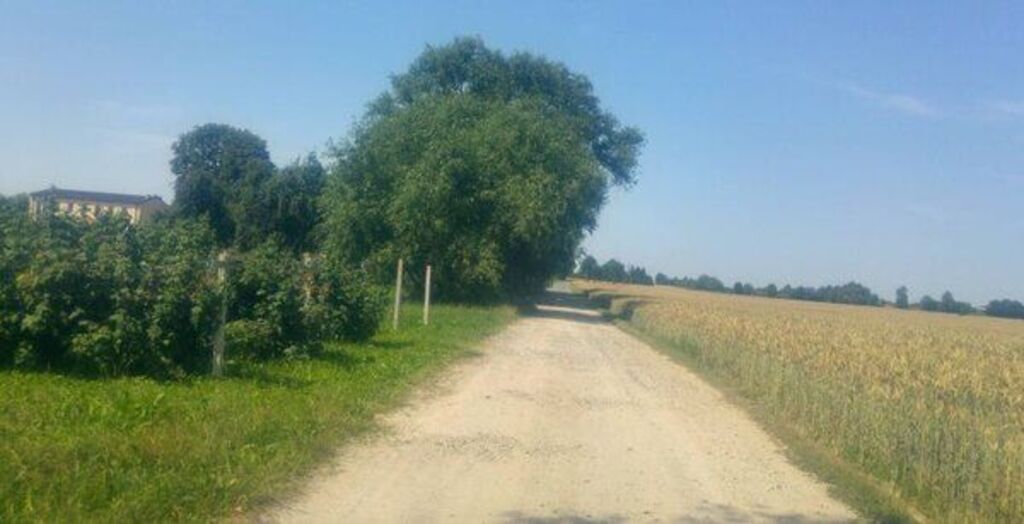 
                                                    Zdjęcie przedstawia wiejską drogę gruntową prowadzącą przez pola uprawne. Po obu stronach drogi widoczne są pola oraz drzewa. Ciepłe światło sugeruje pogodny dzień.
                                                