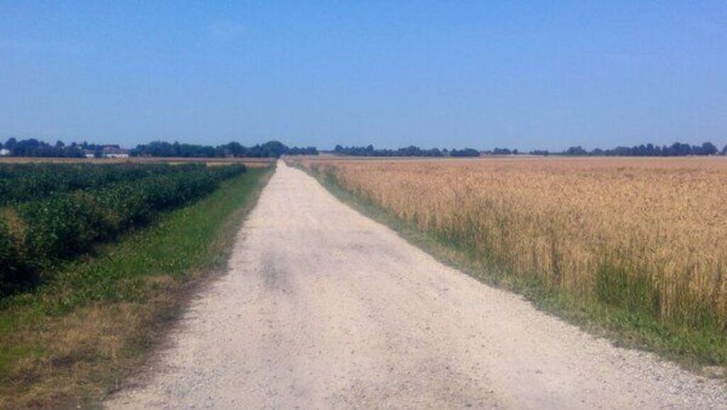 
                                                    Zdjęcie przedstawia nieutwardzoną drogę polną, biegnącą pomiędzy dwoma polami uprawnymi, prawdopodobnie zbożem i krzewami, pod błękitnym niebem.
                                                