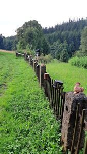 Żarodreptaki w Sudetach Wschodnich w Czechach