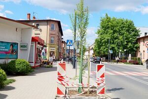 Więcej zieleni. Sadzimy drzewa w mieście