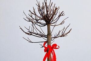 Obchody Dnia Ziemi w SP Imbramowice