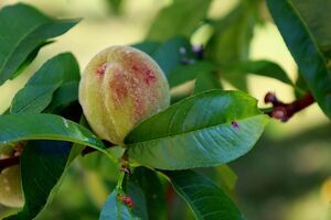Wybieramy najpiękniejsze ogrody i balkony