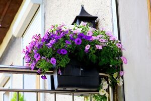 Wybieramy najpiękniejsze ogrody i balkony