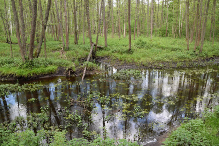 Wycieczka do Białowieży