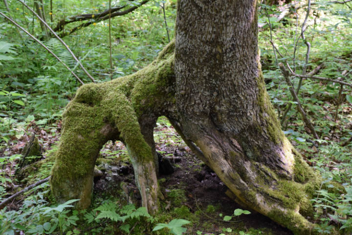 Wycieczka do Białowieży