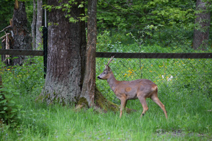 Wycieczka do Białowieży