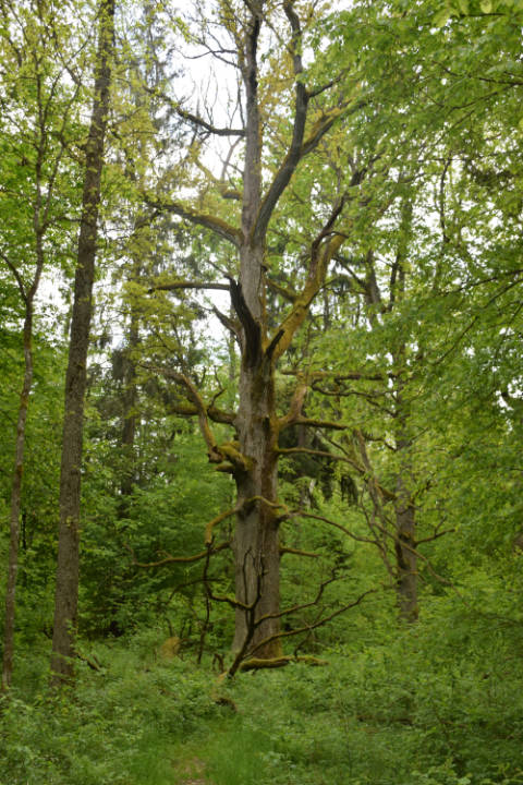 Wycieczka do Białowieży