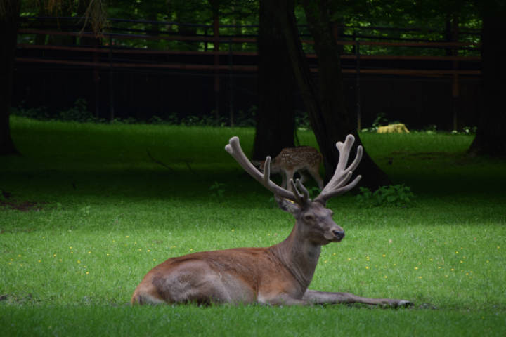 Wycieczka do Białowieży