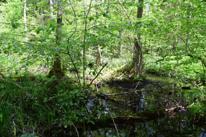 Wycieczka do Białowieży