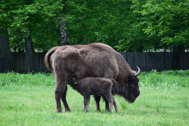 Wycieczka do Białowieży