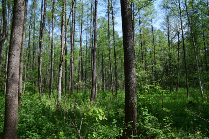 Wycieczka do Białowieży