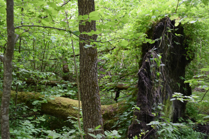 Wycieczka do Białowieży