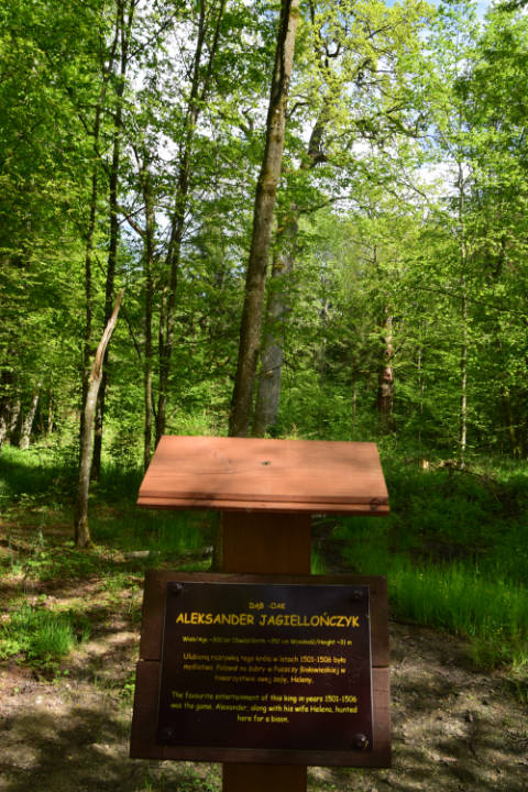 Wycieczka do Białowieży