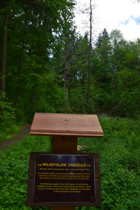 Wycieczka do Białowieży