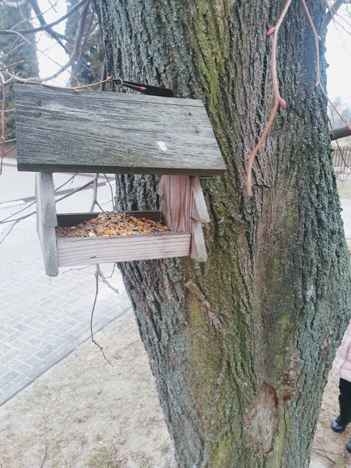 Przedszkolaki dokarmiają ptaki zimą