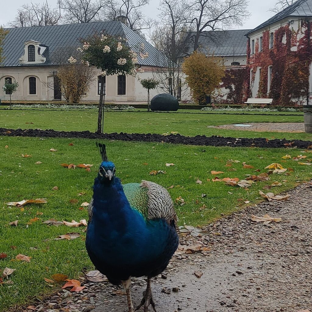 WYCIECZKA DO PAŁACU ZAMOYSKICH W KOZŁÓWCE