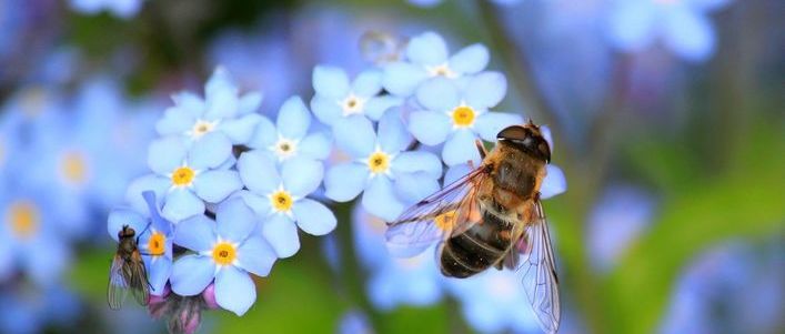 Zdjęcie przedstawiające pszczoły na kwiatku