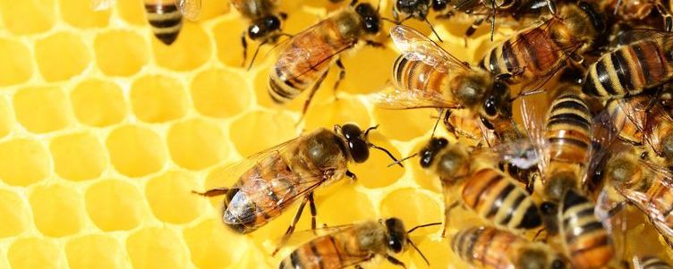 Pszczoły na klastrze miodu