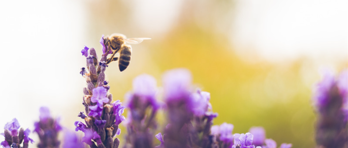 Pszczoła i kwiatek
