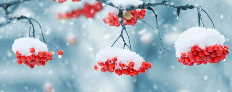 Zaśnieżone czerwone jagody na gałęziach z widocznymi płatkami śniegu w tle, utrzymane w zimowej, chłodnej kolorystyce.