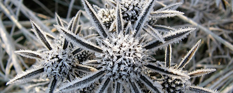 Opis alternatywny: Szron pokrywa trawę, tworząc wzory przypominające lodowe gwiazdy, z wyraźnie zarysowanymi, białymi kryształkami na szarym tle.