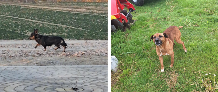 Left: Czarno-brązowy pies biegnie po polnej drodze, w tle widoczne pola i rośliny.  
Right: Brązowy pies stoi na trawie obok czerwonego pojazdu, patrzy w stronę aparatu.