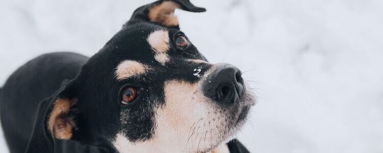 Czarny pies z jasnymi plamkami na pysku patrzy w górę. W tle białe, ośnieżone podłoże. Na nosie zwierzaka zauważalny jest śnieg.