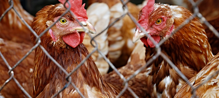 Rozporządzenie Ministra Rolnictwa i Rozwoju Wsi w sprawie zarządzenia środków związanych z wystąpieniem wysoce zjadliwej grypy ptaków