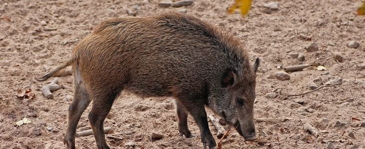 26 października na terenie naszej gminy stwierdzono przypadek choroby zakaźnej zwierząt podlegającej obowiązkowi zwalczania, tj. afrykańskiego pomoru świń. 