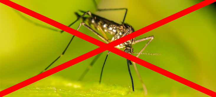 Przekreślony komar