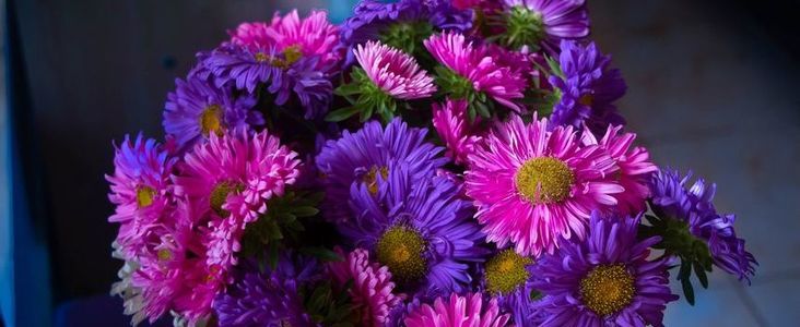 Bukiet różowo filetowych kwiatów