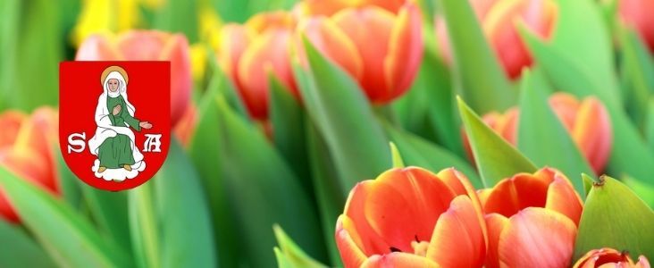 Tulipany i Herb