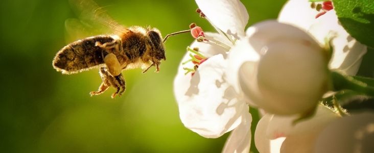 Pszczoła podlatująca do kwiatka