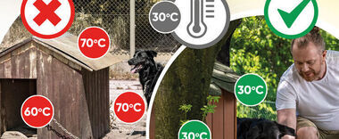 Plakat z ostrzeżeniem przed zostawianiem psa w gorącym samochodzie. Grafiki ilustrują termometr i psy w różnych sytuacjach pogodowych, a mężczyzna ratuje psa z samochodu.