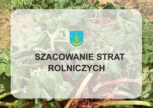 Grafika przedstawia zdjęcie zniszczonej rośliny przez opady gradu. Po środku znajduje się logo gminy Bełżyce, poniżej napis koloru czarnego: Szacowanie strat rolniczych.