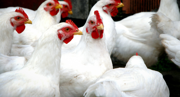 Grafika przedstawia zdjęcie kur.