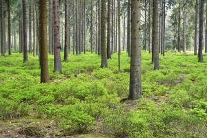 W Urzędzie Miasta Brańsk wyłożone są projekty uproszczonych planów urządzenia lasu dla lasów niestanowiących własności Skarbu Państwa, należących do osób fizycznych i wspólnot gruntowych. Szczegóły w zakładce po zdjęciem "Czytaj więcej..."