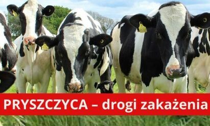 stado-krow-przyglajacych-sie-w-obiektyw