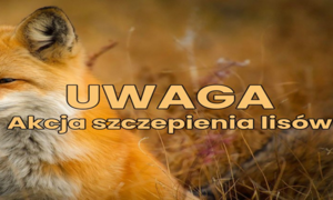 WAŻNE! Akcja szczepienia lisów na obszarze województwa podlaskiego 17 - 20 kwietnia