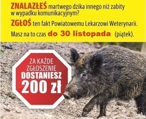 Trwa akcja samorządu województwa przeciw ASF!