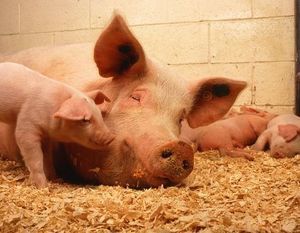 Rozporządzenie w sprawie zwalczania afrykańskiego pomoru świń na terenie powiatu ryckiego