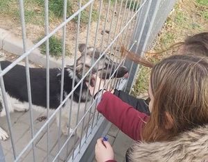 Wyjazd do schroniska dla zwierząt uczniów ZSZ nr 2