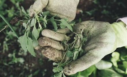 Burze w Polsce. Jak chronić przed nimi rośliny w ogrodzie?