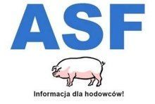 świnia asf